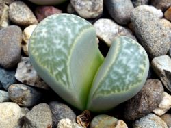 Lithops helmutii C 271
